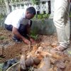 Home gardening & Arecanut Planting Programme